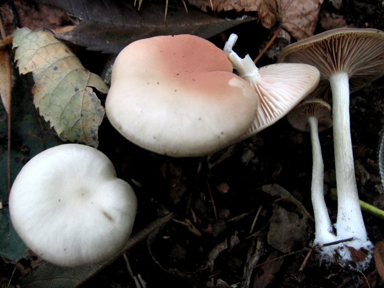 Entoloma